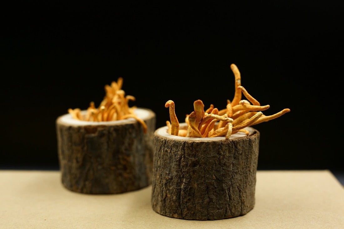 Cordyceps: De Natuurlijke Energiebooster - YourDailyHealth